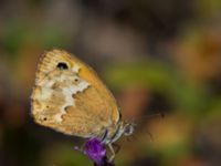 Coenonympha thyrsis Gianna Korifi, Crete, Greece 20130709B 398