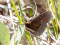 Erebia discoidalis Coffee Dome, Nome, Alaska, USA 20140620_0816