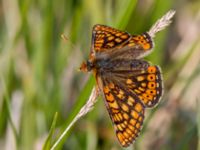 Euphydryas aurinia Högmosse Vanserums malm, Borgholm, Öland, Sweden 20150606_0208