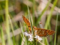 Euphydryas aurinia Högmosse Vanserums malm, Borgholm, Öland, Sweden 20150606_0238 (1)