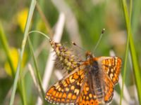 Euphydryas aurinia Högmosse Vanserums malm, Borgholm, Öland, Sweden 20150606_0244