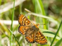 Euphydryas aurinia Lenstad, Mörbylånga, Öland, Sweden 20170526_0374