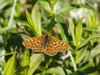 Euphydryas aurinia Lenstad, Mörbylånga, Öland, Sweden 20170526_0376