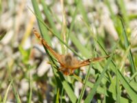 Euphydryas aurinia Lenstad, Mörbylånga, Öland, Sweden 20170526_0388