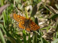 Euphydryas aurinia Lenstad, Mörbylånga, Öland, Sweden 20170526_0397