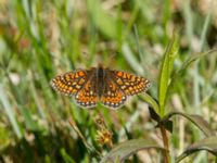 Euphydryas aurinia Lenstad, Mörbylånga, Öland, Sweden 20170526_0399