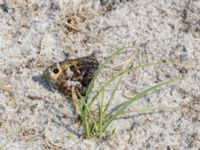 Hipparchia semele Ängsnäset, Falsterbohalvön, Vellinge, Skåne, Sweden 20180802_0001