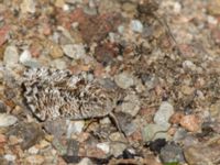 Hipparchia semele Hallands Väderö, Båstad, Skåne, Sweden 20160807_0127