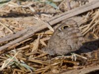 Hipparchia statilinus Olinovki, Crimea, Russia 20150911_0359