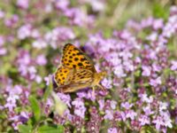 Issoria lathonia Everöds järnvägsbank, Kristianstad, Skåne, Sweden 20190623_0005