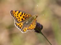 Issoria lathonia Löderups strandbad, Ystad, Skåne, Sweden 20150703_0076