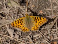 Issoria lathonia Södervidinge, Kävlinge, Skåne, Sweden 20190811_0030