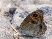 Lasiommata maera Akseki, Turkey 20120707B 182