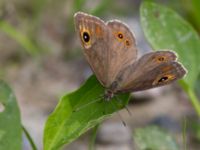 Lasiommata maera Fjärilsvägen, Grinduga, Gävle, Gästrikland, Sweden 20150705_1213