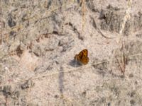 Lasiommata megera Grönabergs grustag, Snöstorp, Halmstad, Halland, Sweden 20190805_0136