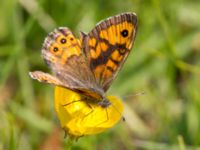 Lasiommata megera Högmosse Vanserums malm, Borgholm, Öland, Sweden 20150606_0170