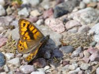 Lasiommata megera Kalkstad-Lenstad, Mörbylånga, Öland, Sweden 20150606_0157 (1)