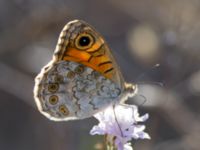 Lasiommata megera Karadag, Koktebel, Crimea, Russia 20150920_0007