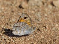 Lasiommata megera Karadag, Koktebel, Crimea, Russia 20150920_0056