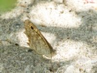 Lasiommata megera Shirokaya Shchel, Krasnodar, Russia 20160911B_0946