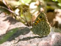 Lasiommata megera Tveta vattenverk, Mörbylånga, Öland, Sweden 20150606_0057