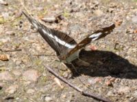 Limenitis camilla Järavallen, Kävlinge, Skåne, Sweden 20240625_0038