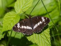 Limenitis camilla Järavallen, Kävlinge, Skåne, Sweden 20240625_0057