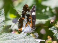 Limenitis camilla Järavallen, Kävlinge, Skåne, Sweden 20240625_0086