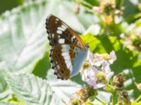 Limenitis camilla Järavallen, Kävlinge, Skåne, Sweden 20240625_0091