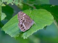 Lopinga achine Stintorp, Söderköping, Östergötland, Sweden 20150705B_0937