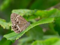 Lopinga achine Stintorp, Söderköping, Östergötland, Sweden 20150705_0375