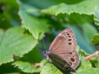 Lopinga achine Stintorp, Söderköping, Östergötland, Sweden 20150705_0941