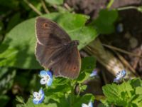 Maniola jurtina Kolböra mosse, Staffanstorp, Skåne, Sweden 20160703_0018