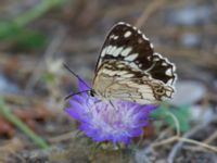 Melanargia larissa Akseki graveyard, Turkey 20120625C 226