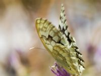 Melanargia russiae Nemrut Dagi, Turkey 20120630B 021