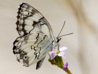 Melanargia titea Mount Gilboa, Israel 20130331B 243