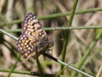 Melitaea arduinna Nemrut Dagi, Turkey 20120704 341