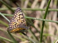 Melitaea arduinna Nemrut Dagi, Turkey 20120704 350