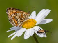 Melitaea athalia Bråfors, Norberg, Västmanland, Sweden 20150705_1061