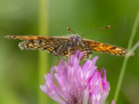 Melitaea athalia Bråfors, Norberg, Västmanland, Sweden 20150705_1068