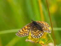 Melitaea athalia Lyngsjön, Kristianstad, Skåne, Sweden 20170719_0079