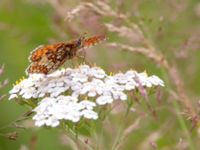 Melitaea athalia Snörum, Västervik, Småland, Sweden 20150712_0022