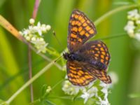 Melitaea britomartis Västmanland, Sweden 20150705_1030