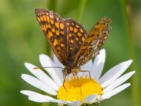 Melitaea britomartis Västmanland, Sweden 20150705_1107