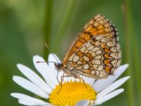 Melitaea britomartis Västmanland, Sweden 20150705_1121