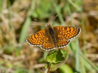 Melitaea cinxia Lenstad, Mörbylånga, Öland, Sweden 20170526_0406