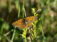 Melitaea cinxia Lilla Frö, Mörbylånga, Öland, Sweden 20170526_0450