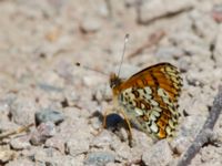 Melitaea cinxia Tveta vattenverk, Mörbylånga, Öland, Sweden 20150606_0080