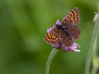 Melitaea diamina Fjärilsvägen, Grinduga, Gävle, Gästrikland, Sweden 20150705_1195