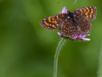 Melitaea diamina Fjärilsvägen, Grinduga, Gävle, Gästrikland, Sweden 20150705_1197